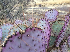 Opuntia gosseliniana