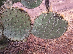 Opuntia engelmannii engelmannii