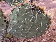 Opuntia engelmannii engelmannii