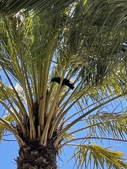 Corvus brachyrhynchos