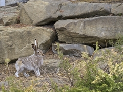 Lepus townsendii