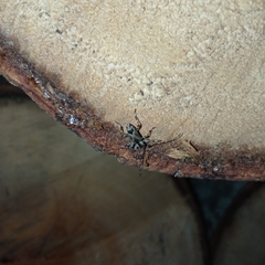 Lagocheirus araneiformis