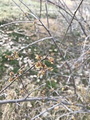Shepherdia canadensis