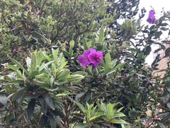 Pleroma semidecandrum