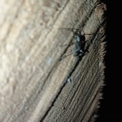 Lagocheirus araneiformis