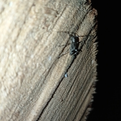 Lagocheirus araneiformis