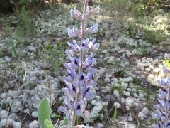 Lupinus westianus