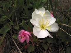 Oenothera cespitosa