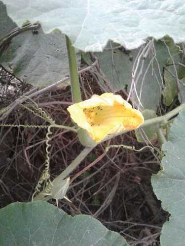 Image of Cucurbita ficifolia by (c) Alejandro Alfredo Aguirre, some rights reserved (CC BY)