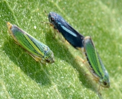 Graphocephala lugubris