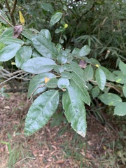 Azara serrata