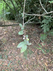 Azara serrata