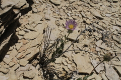 Xylorhiza wrightii