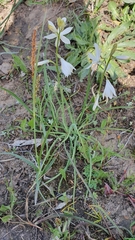 Anthericum