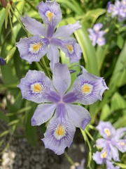 Iris japonica