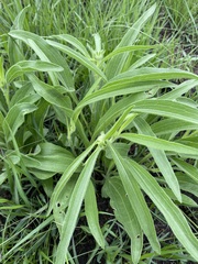 Echinacea angustifolia