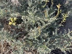 Astragalus nevinii