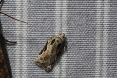 Acleris subnivana