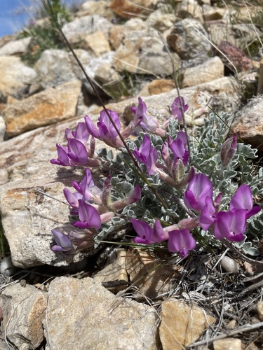 Utah Milkvetch