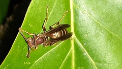 Polistes