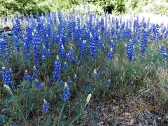 Lupinus benthamii