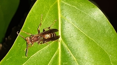 Polistes