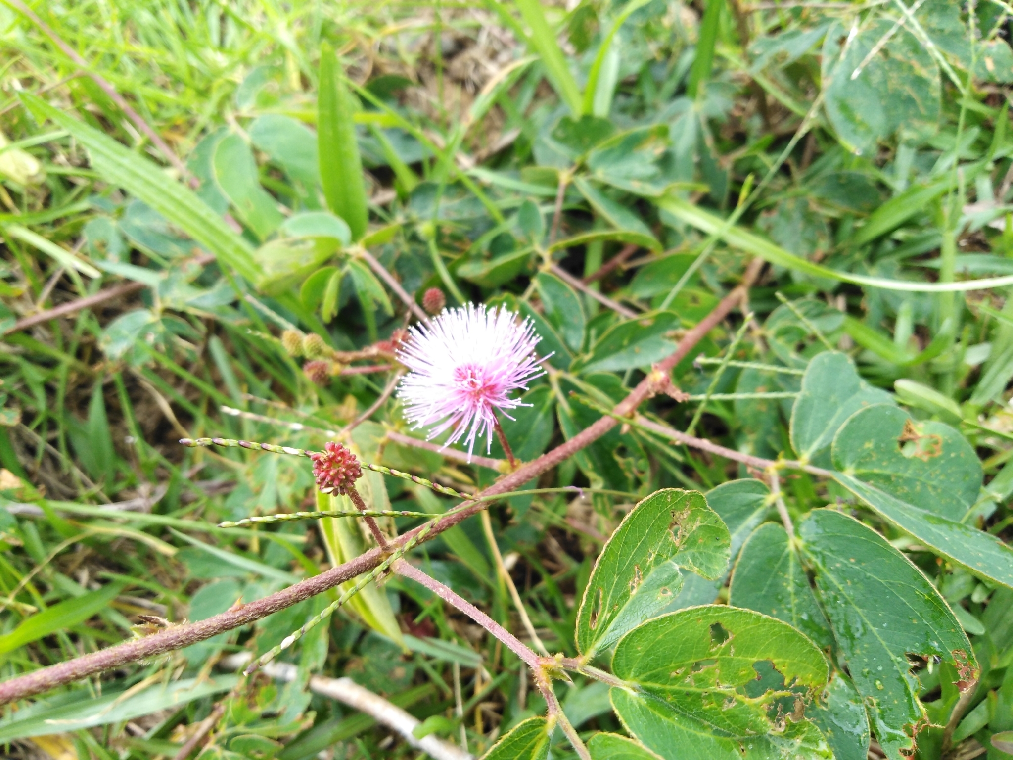 Mimosa image