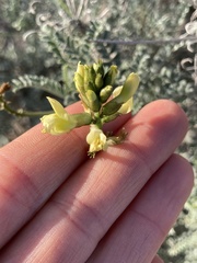 Astragalus nevinii