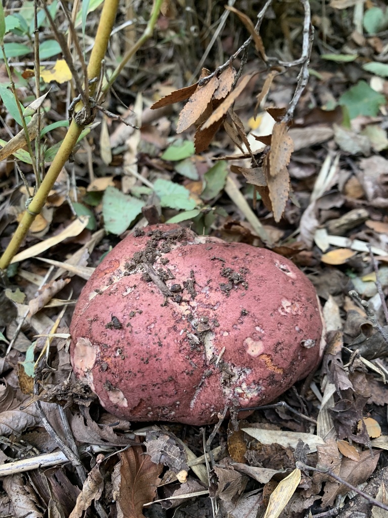 Butyriboletus loyo · April 2021 · photo: © nitsuga74 (iNaturalist, cc-by)