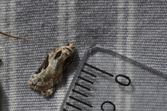 Acleris subnivana