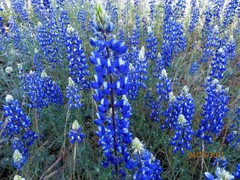 Lupinus benthamii