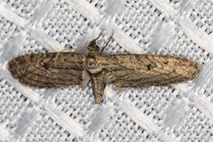 Eupithecia acutipennis
