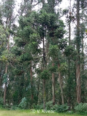 Araucaria