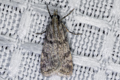 Scoparia palloralis