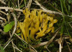 Clavulinopsis corniculata