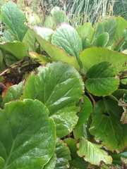 Bergenia crassifolia