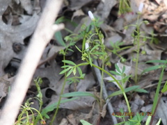 Floerkea proserpinacoides