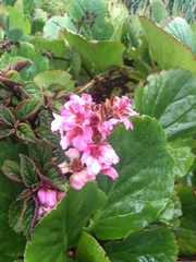 Bergenia crassifolia