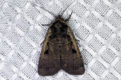 Parabagrotis exsertistigma