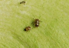 Platycorypha nigrivirga