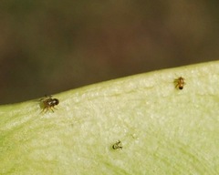 Platycorypha nigrivirga