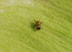 Platycorypha nigrivirga