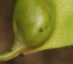 Platycorypha nigrivirga