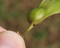 Platycorypha nigrivirga