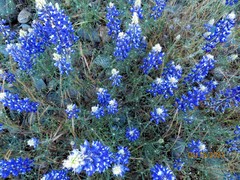 Lupinus benthamii