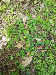 Oxalis corniculata