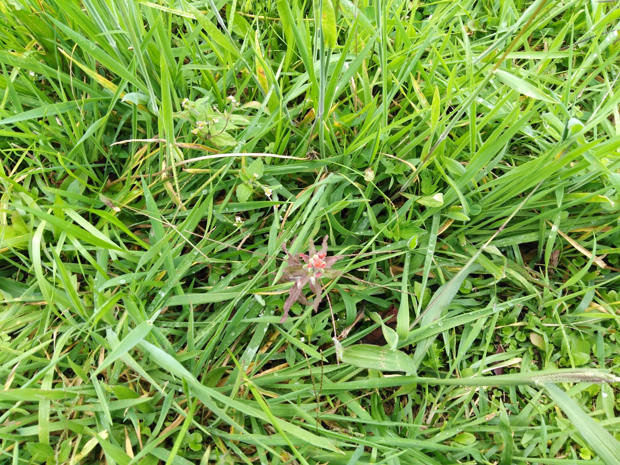 Castilleja arvensis image