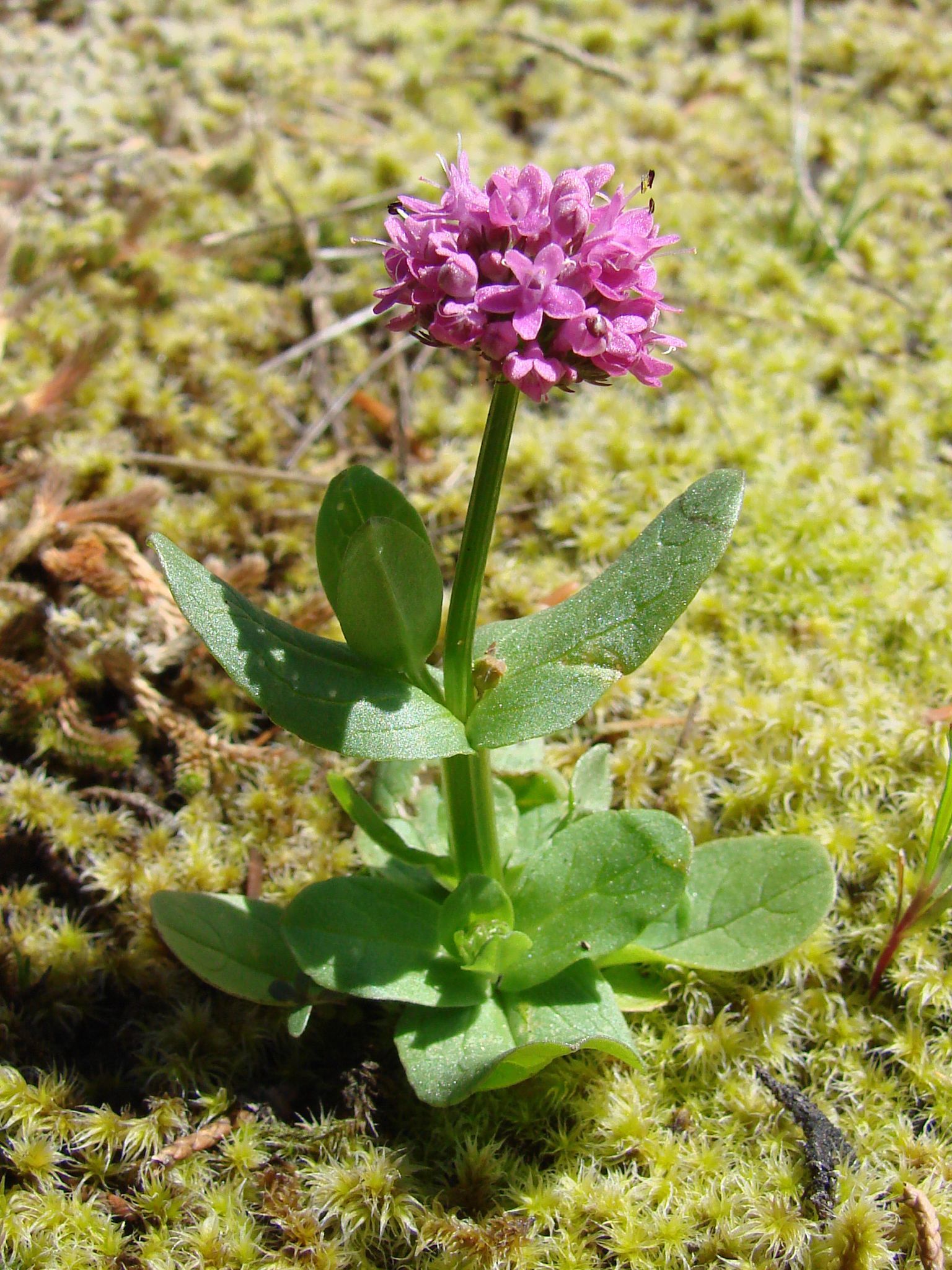 Plectritis congesta ssp. congesta