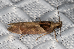 Pseudochelaria scabrella