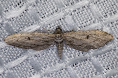 Eupithecia acutipennis